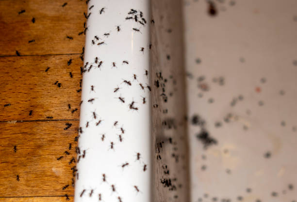 Best Pest Control for Restaurants  in Pheasant Run, OH
