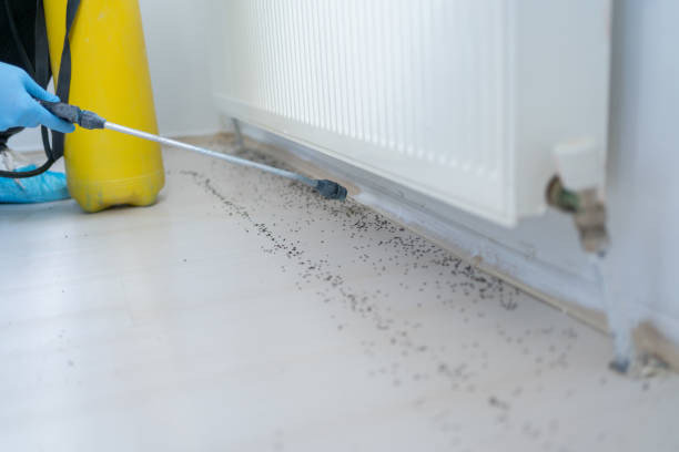 Best Termite Control Services  in Pheasant Run, OH